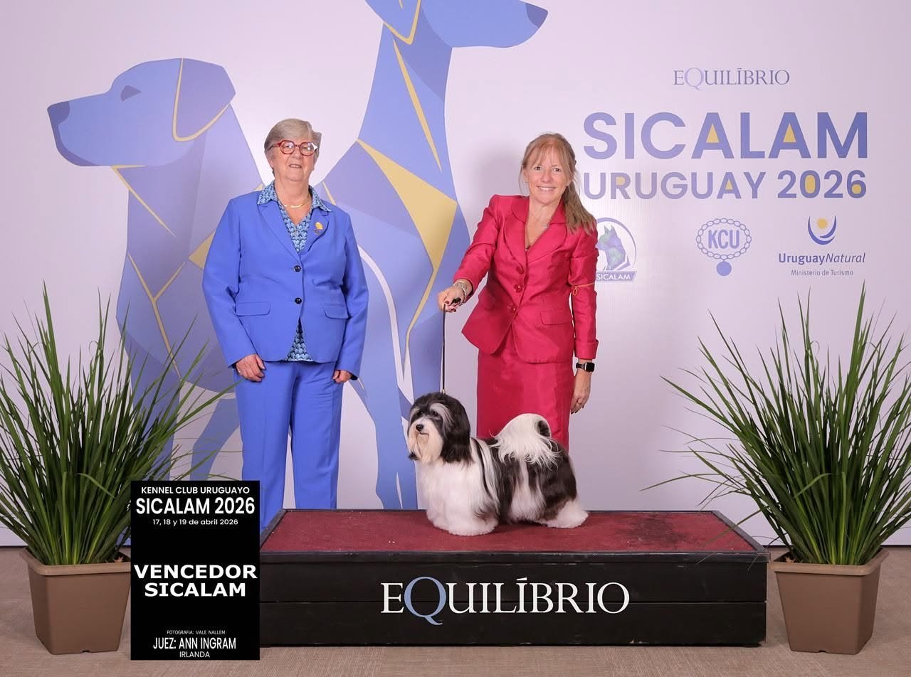 Bichón Habanero premiado de Pequeña Utopía